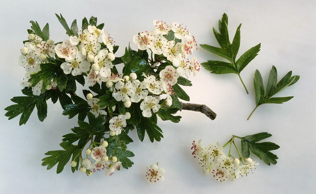 Weissdorn (Crataegus monogyna), Zweig mit Blüten und Blättern