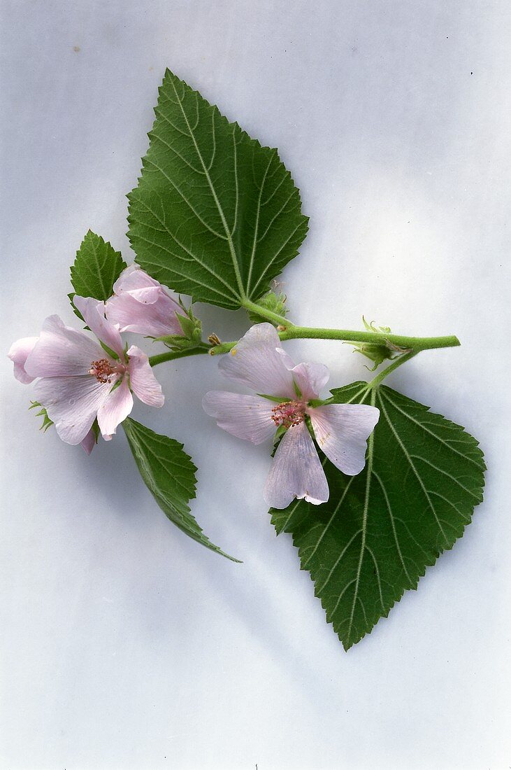 Mallow (Althea officinalis) sprig with leaves & flowers