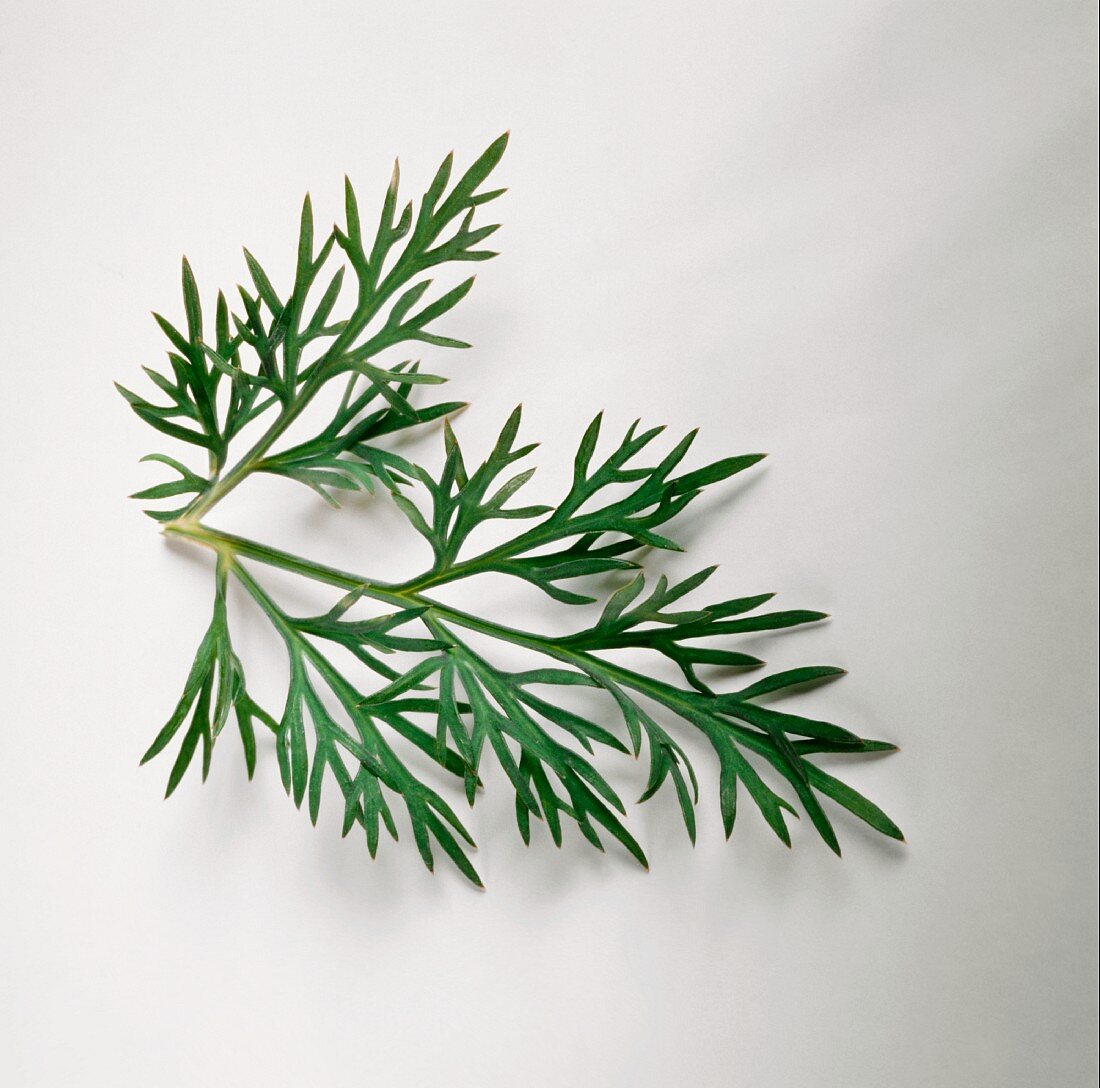 A sprig of dill on light background