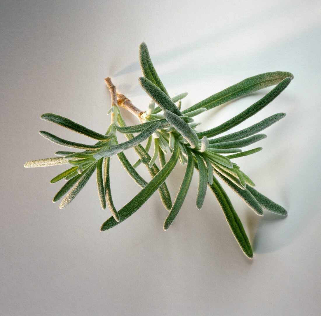Two fresh sprigs of rosemary on light background