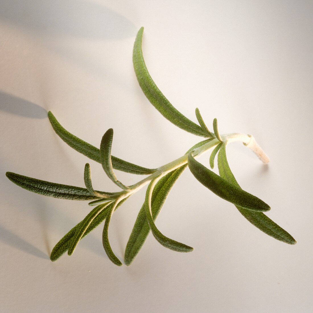 A sprig of rosemary on light background