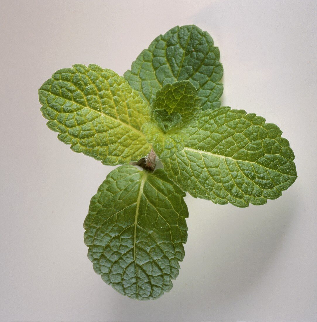 Fresh mint on light background