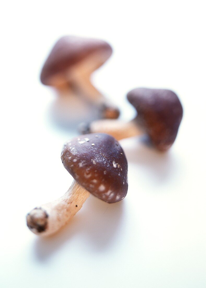 Three shiitake mushrooms on a light background