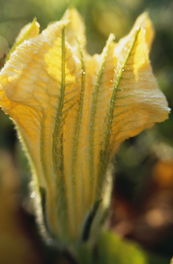 Courgette flower (closed) in the field