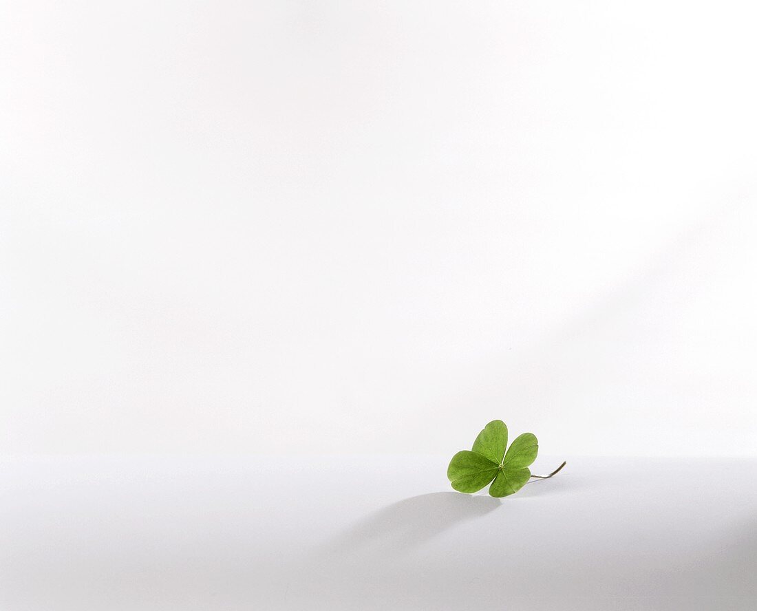 A four-leaf clover on a light background