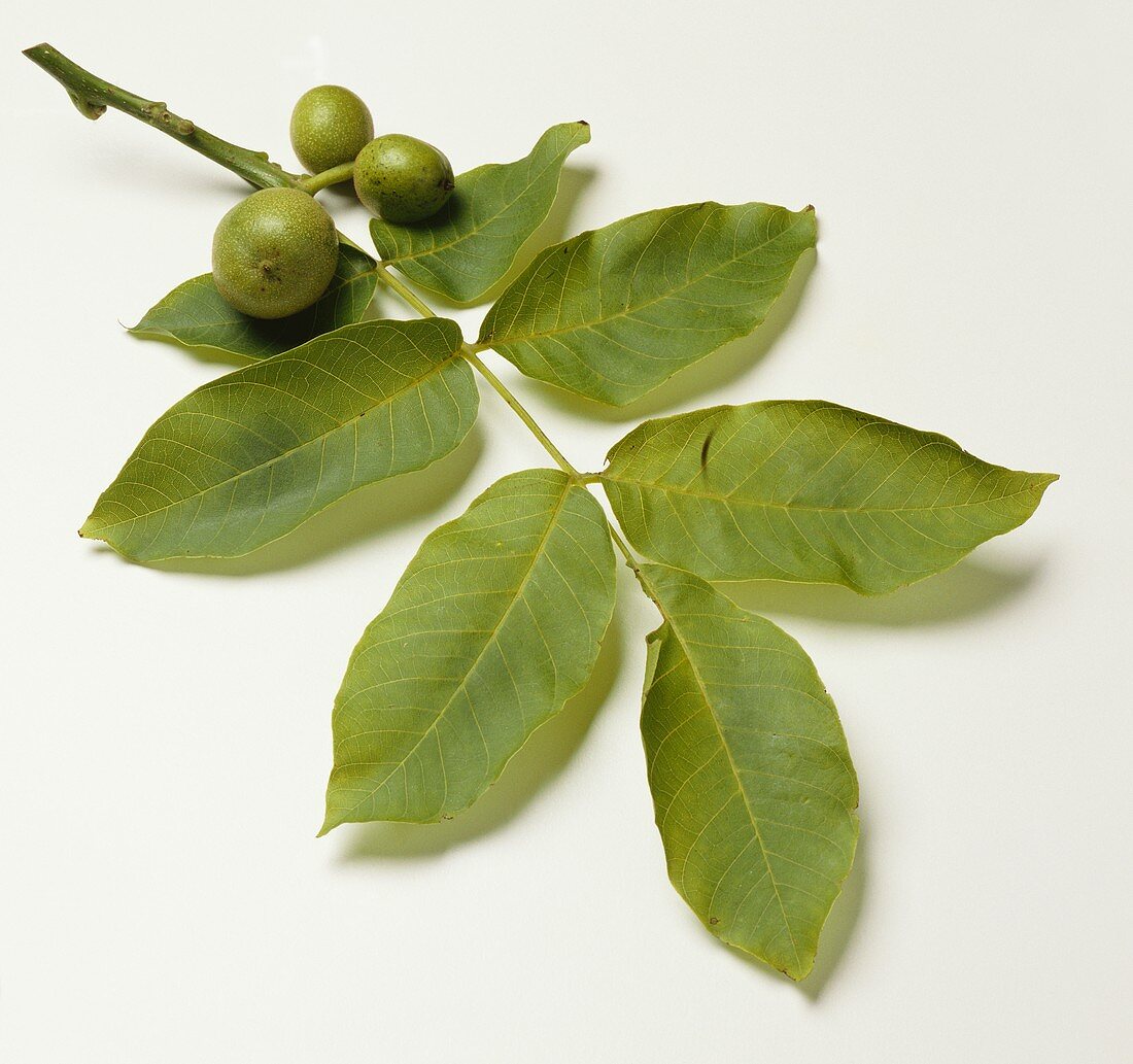 A branch with three green walnuts