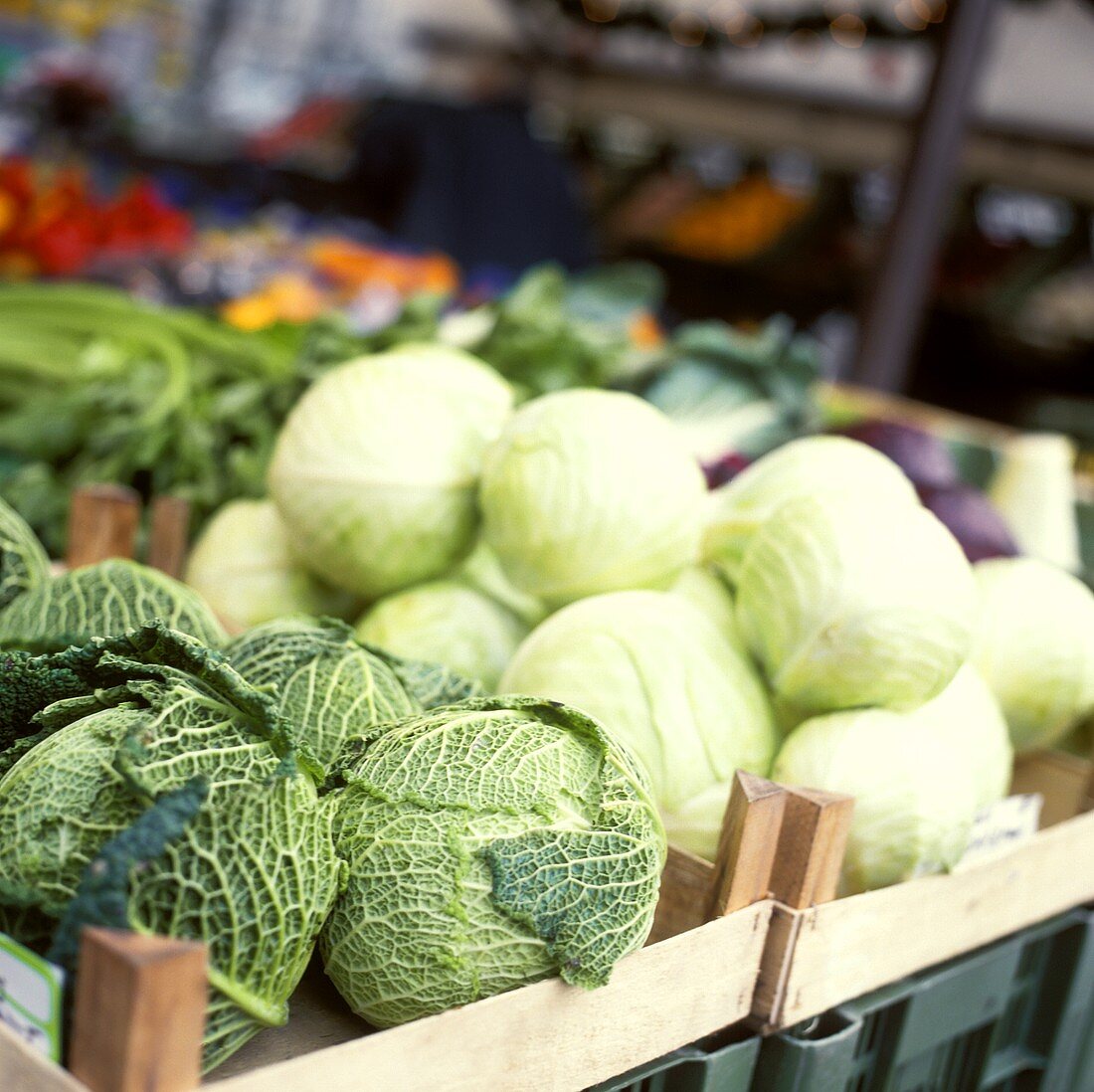 White cabbage and savoy in crates at market