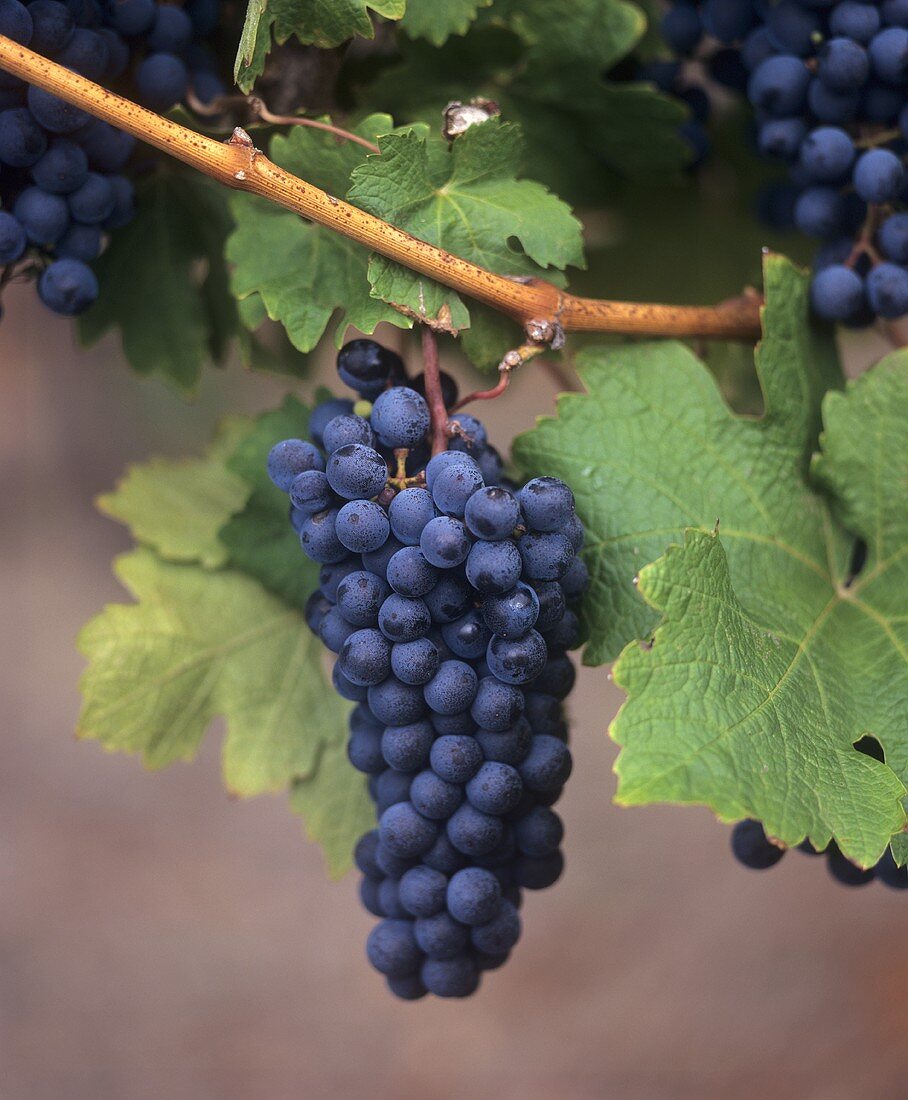 Merlot Grapes and Vine