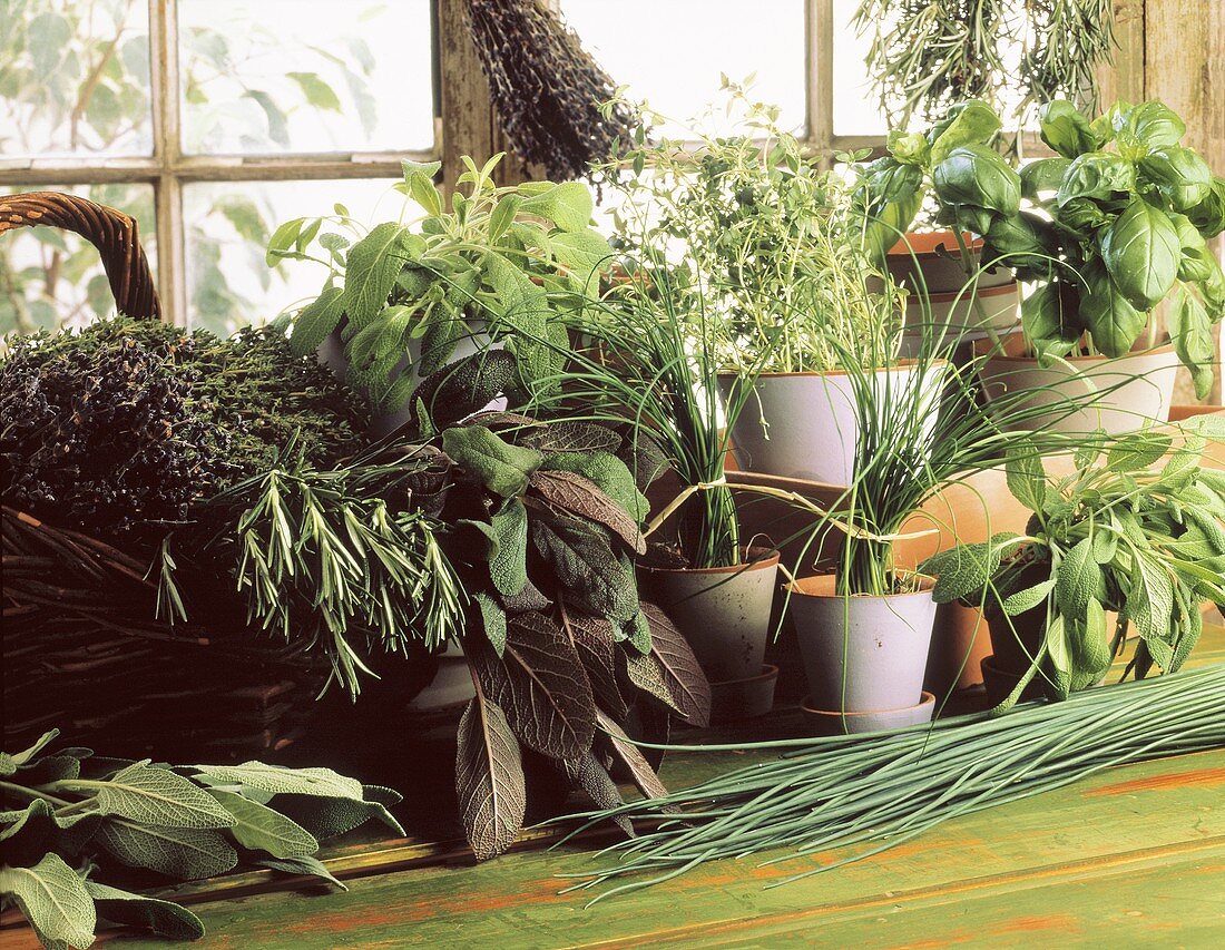 Still Life with Fresh Herbs