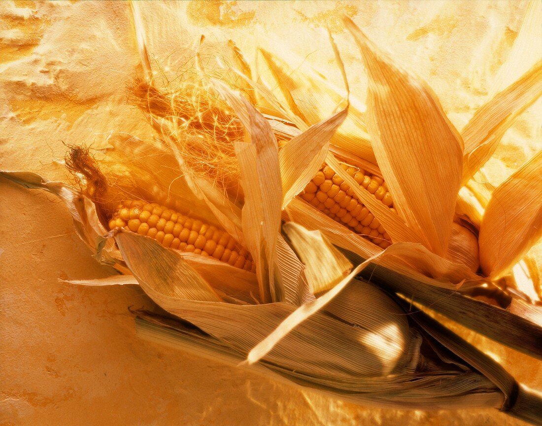 Fresh Corn on the Cob; Husks Pulled Back