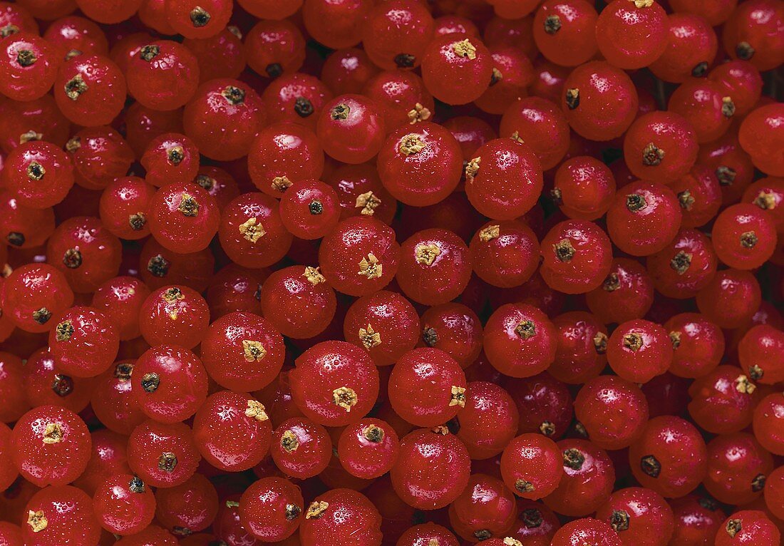 Many Red Currants