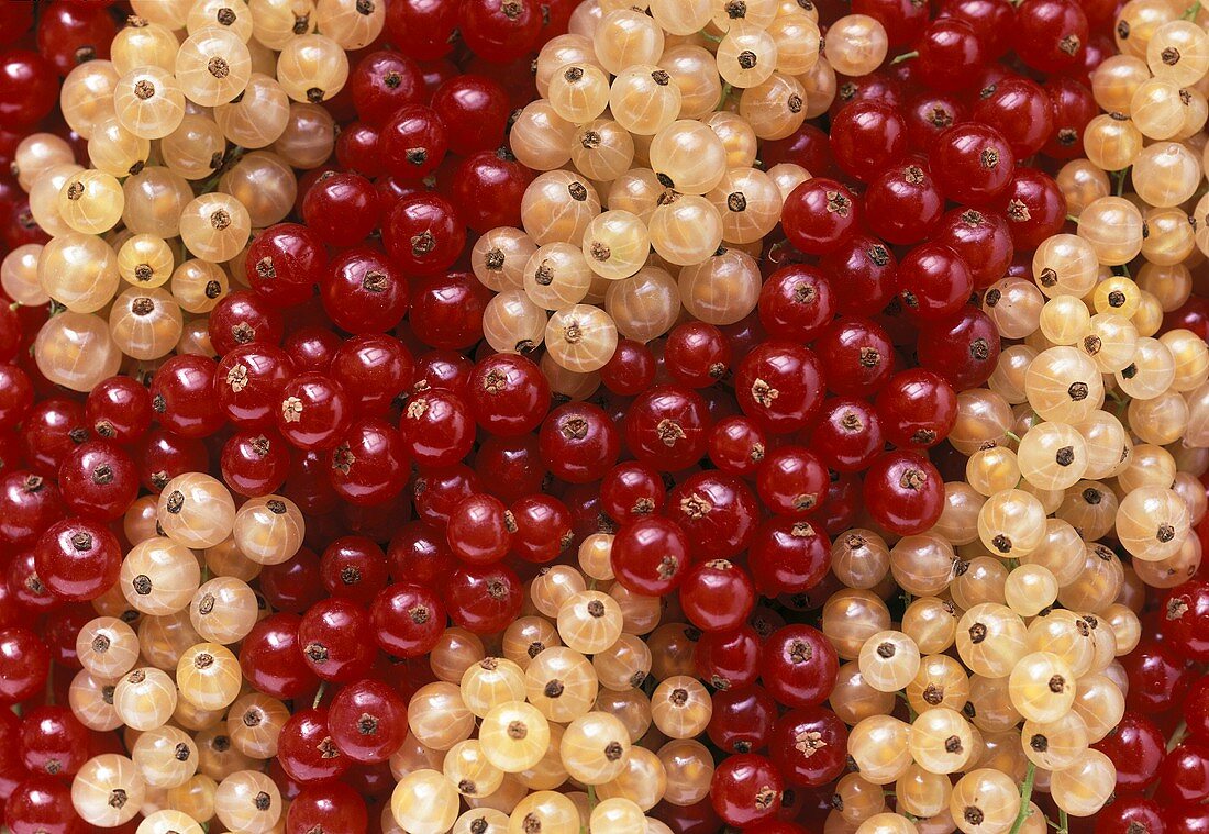 Many Red and White Currants