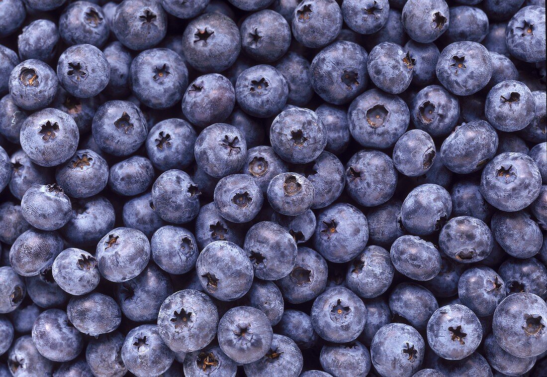 Viele Heidelbeeren, bildfüllend