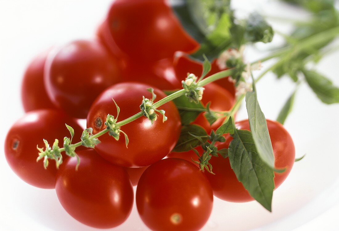 Eiertomaten mit Kräuterzweigen auf weißem Untergrund