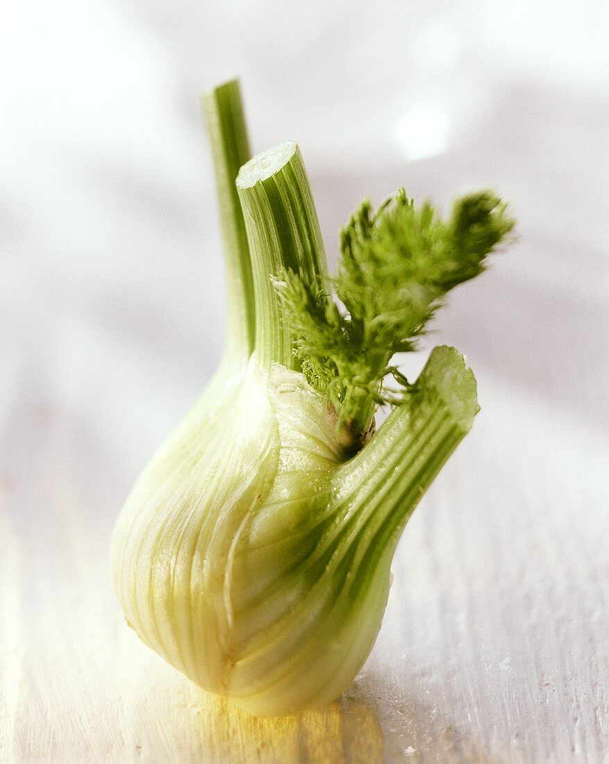 Fenchel mit Wassertropfen auf hellem Untergrund