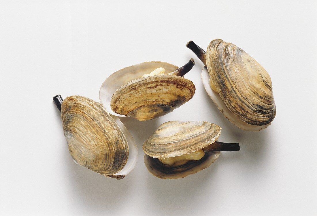 Clams in their shells on a white background