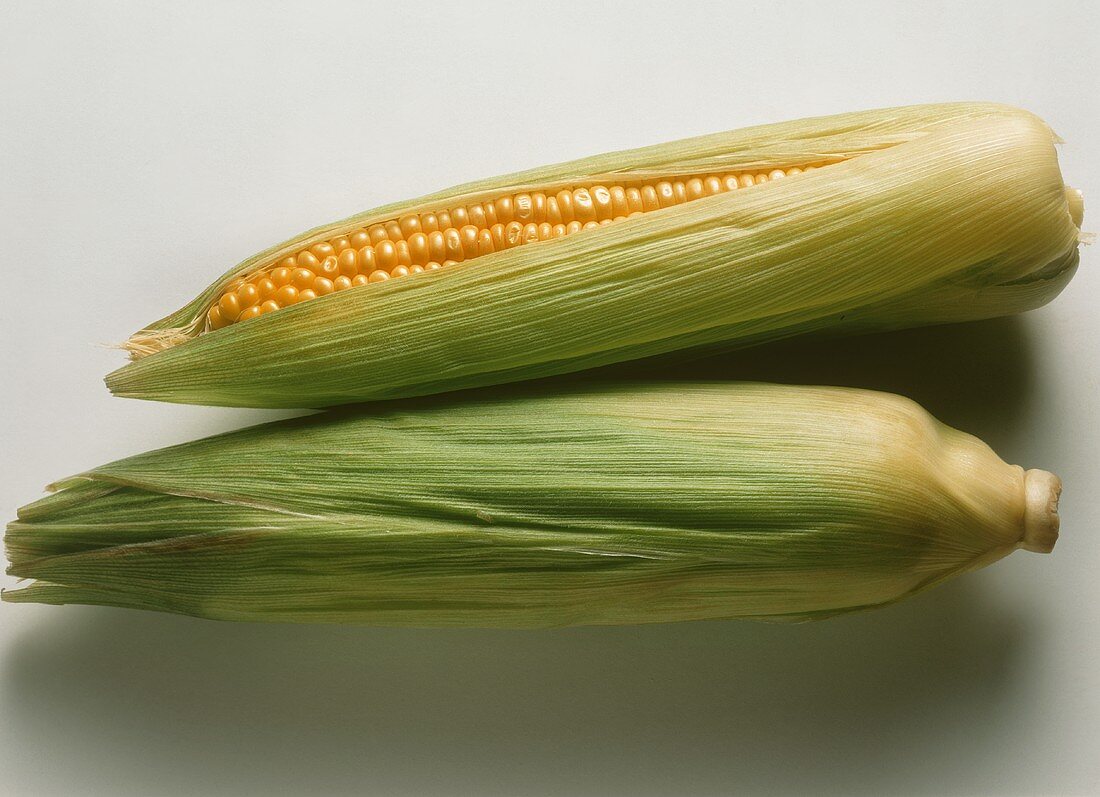 Two whole corncobs with maize leaves on light background