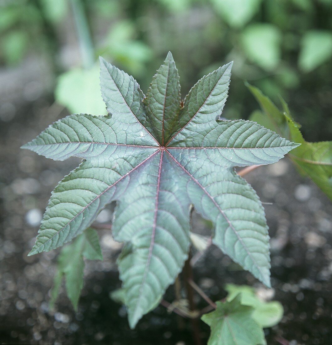 Rizinus-Pflanze im Freien (Ricinus Communis)