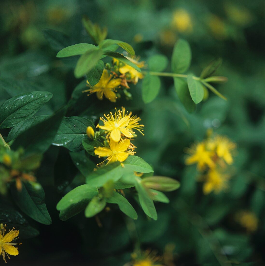 St. John's wort with yellow flowers (filling the picture)