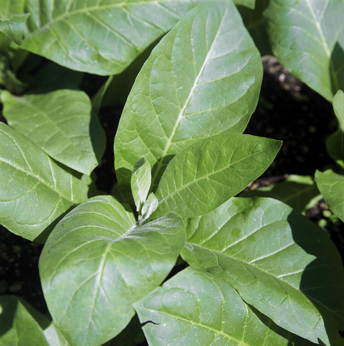 Tobacco plant, in sunlight, in the field