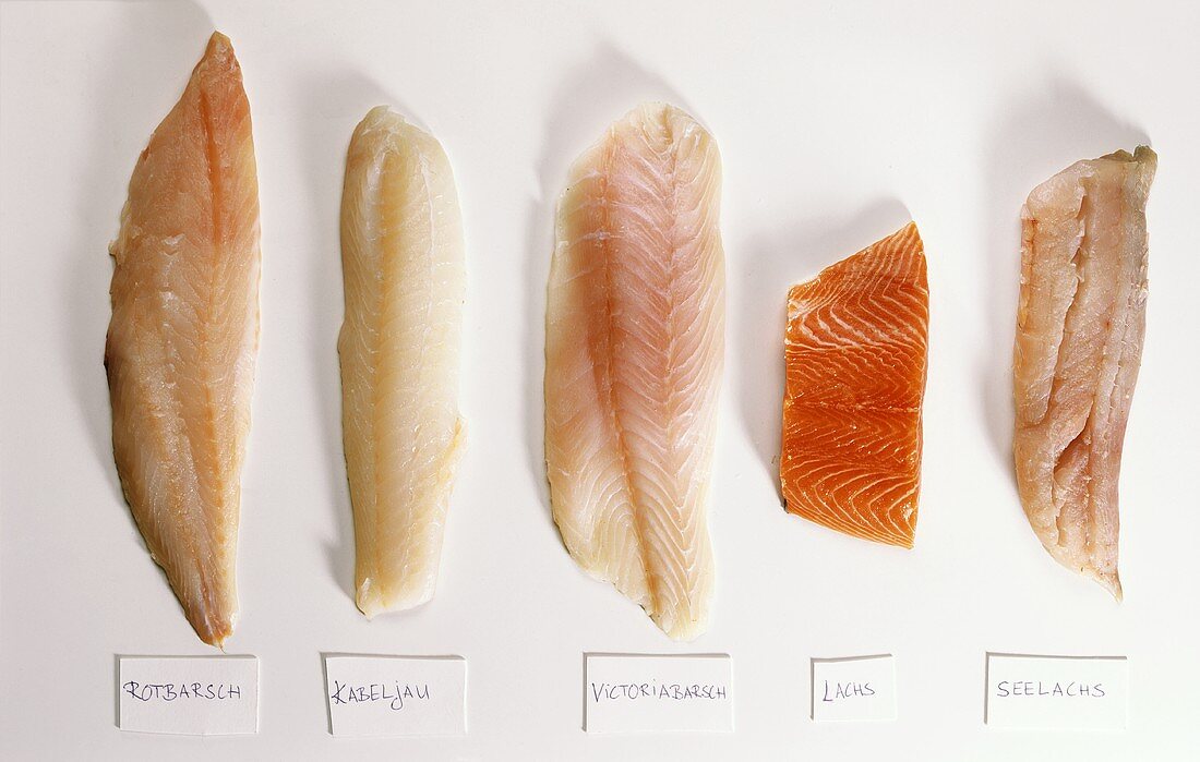 Fillets; red perch, cod, salmon, coley, Nile perch