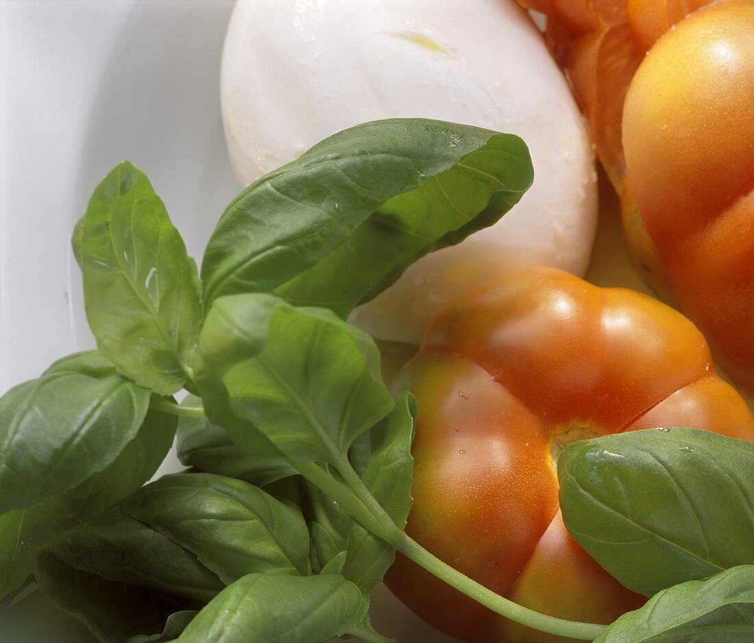 Stillleben mit Tomaten, Mozzarella und Basilikum