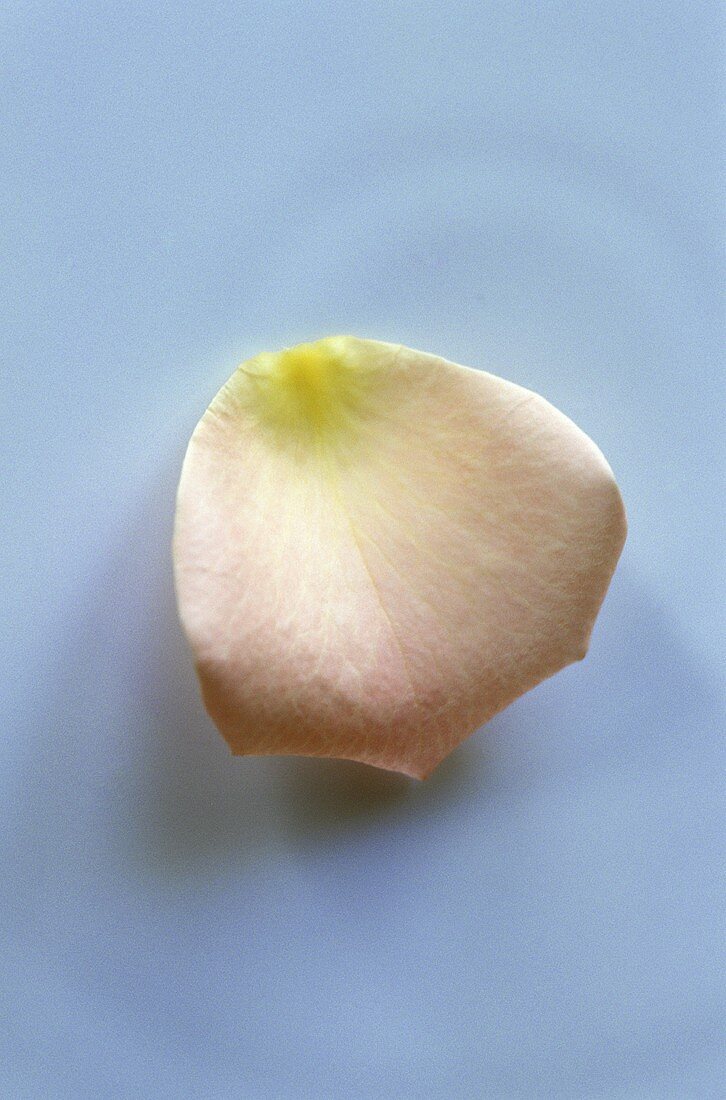 Ein rosa Rosenblütenblatt