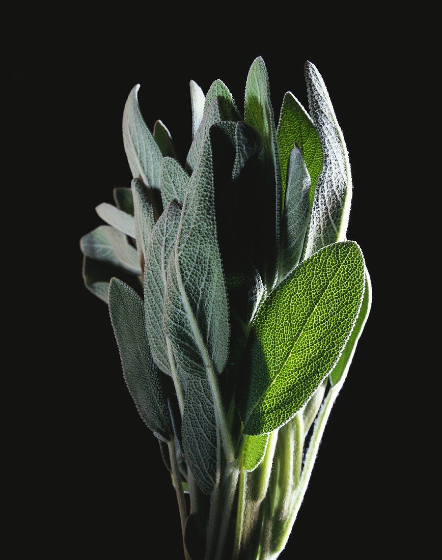 A bunch of sage against black background