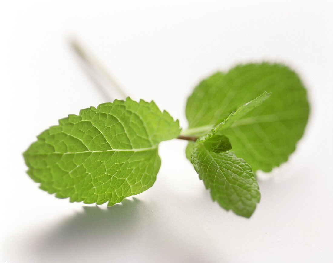 A sprig of lemon balm on a white background