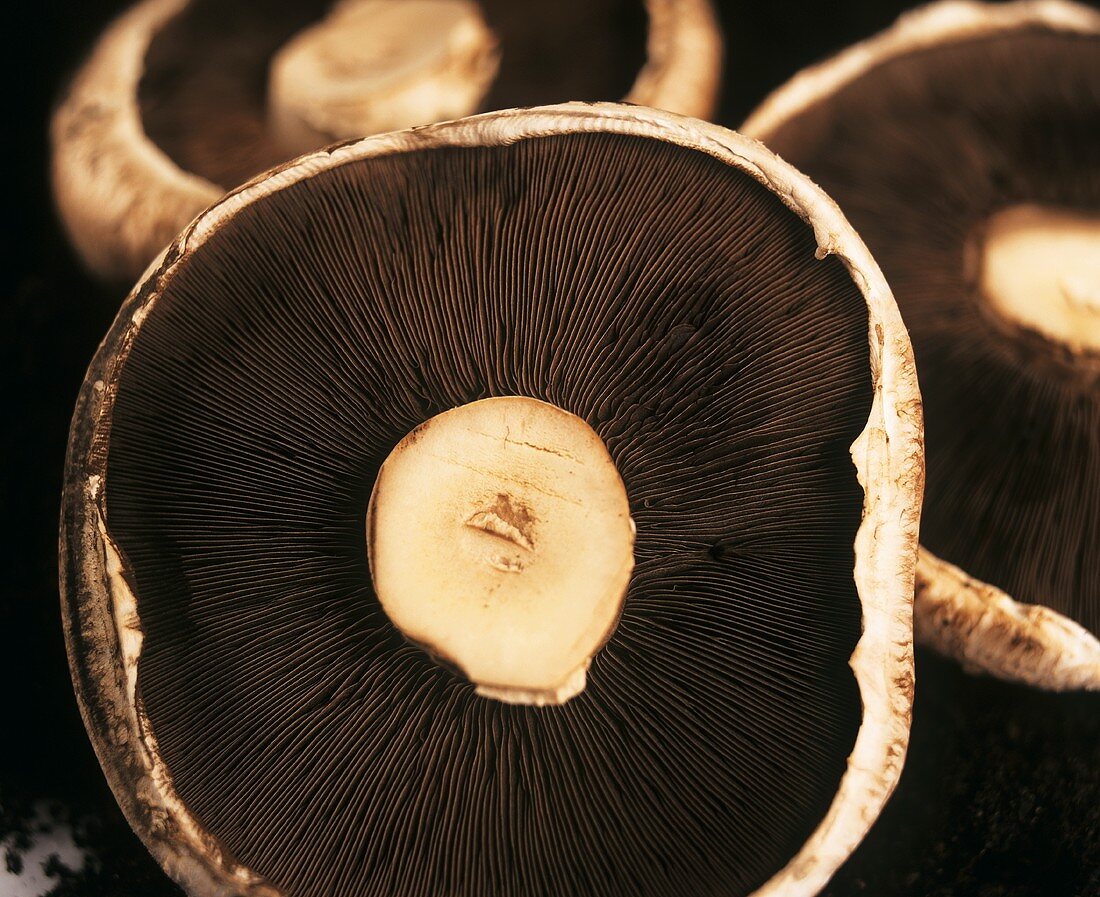 Underside of a few portabellas (giant mushrooms)