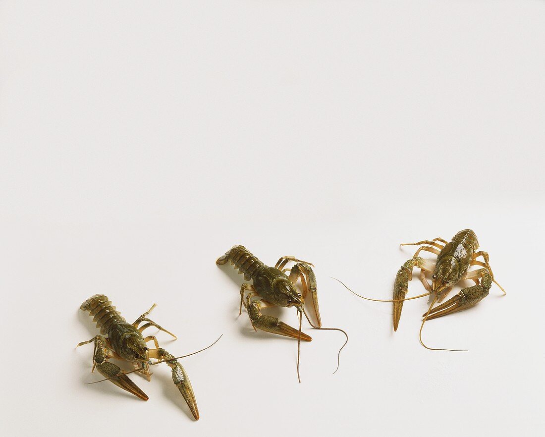 Three raw freshwater crayfish on white background