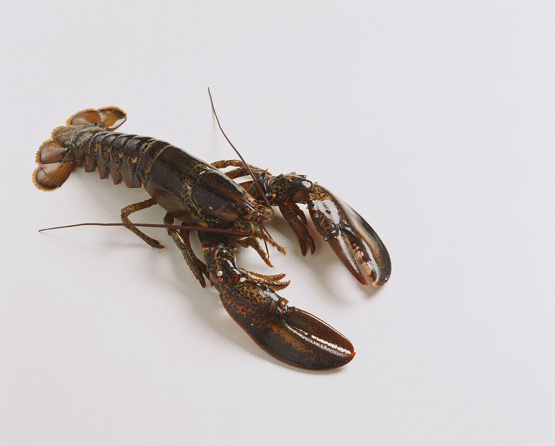 A raw lobster on white background