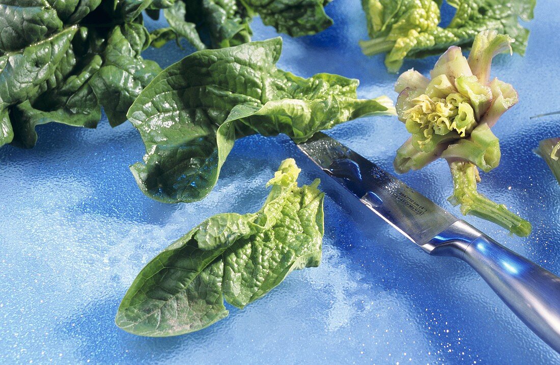 Removing the stalks from washed spinach