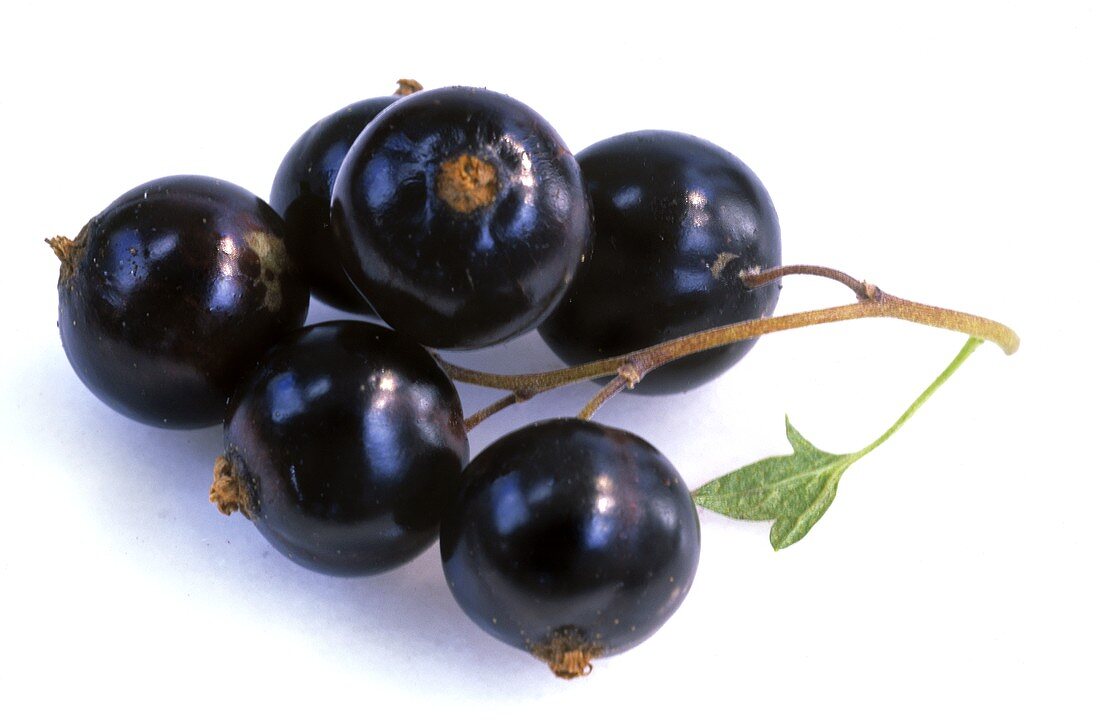 Schwarze Johannisbeeren