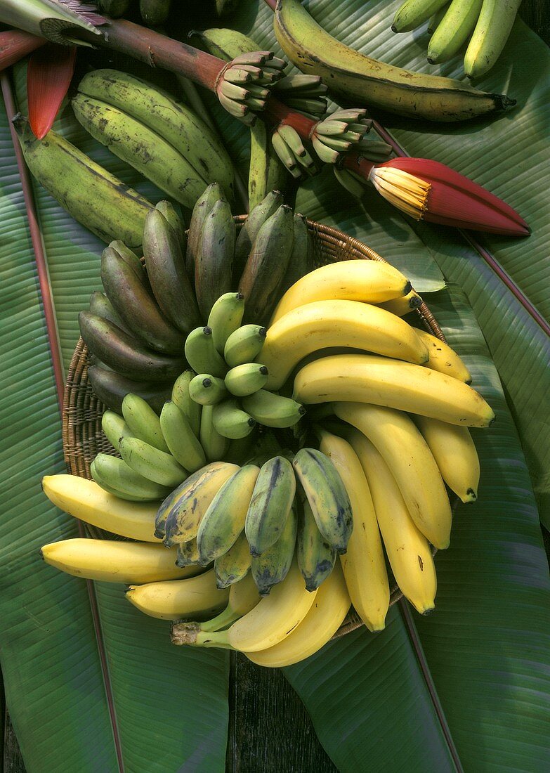 Verschiedene Bananensorten auf Bananenblättern