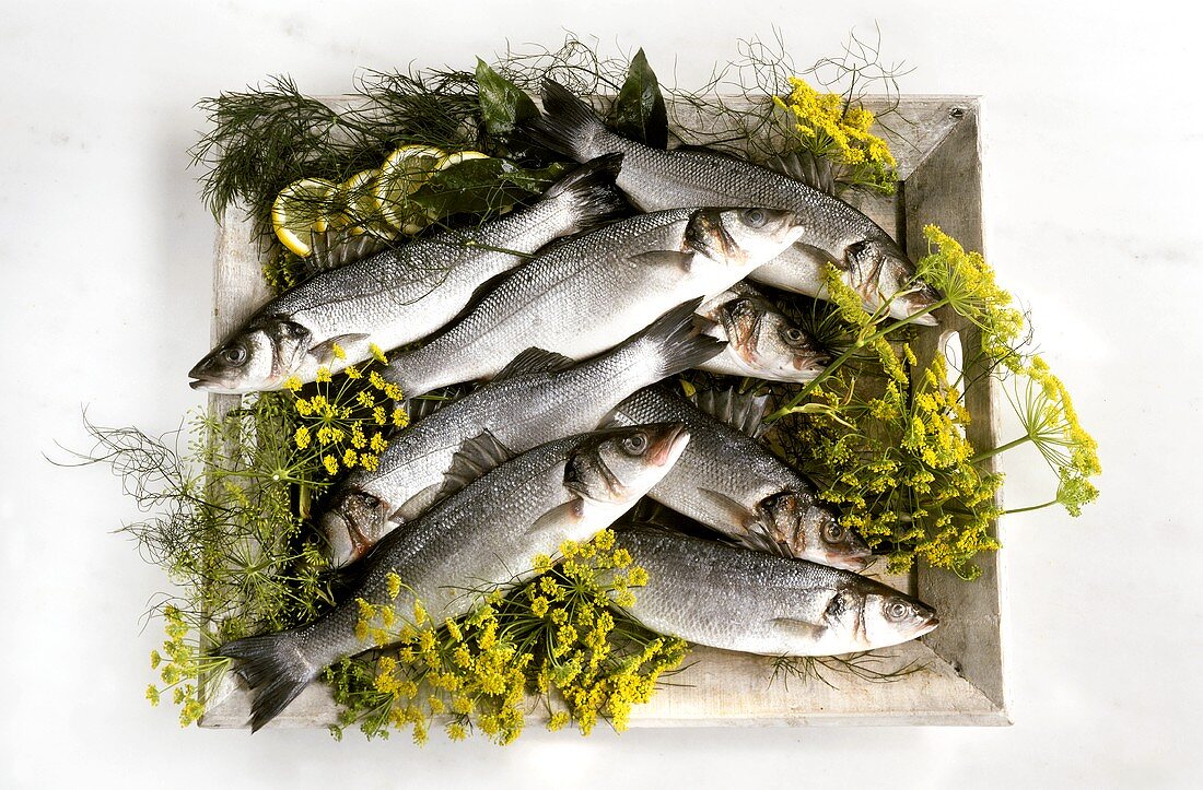 Fresh sea bass with dill on a wooden tray