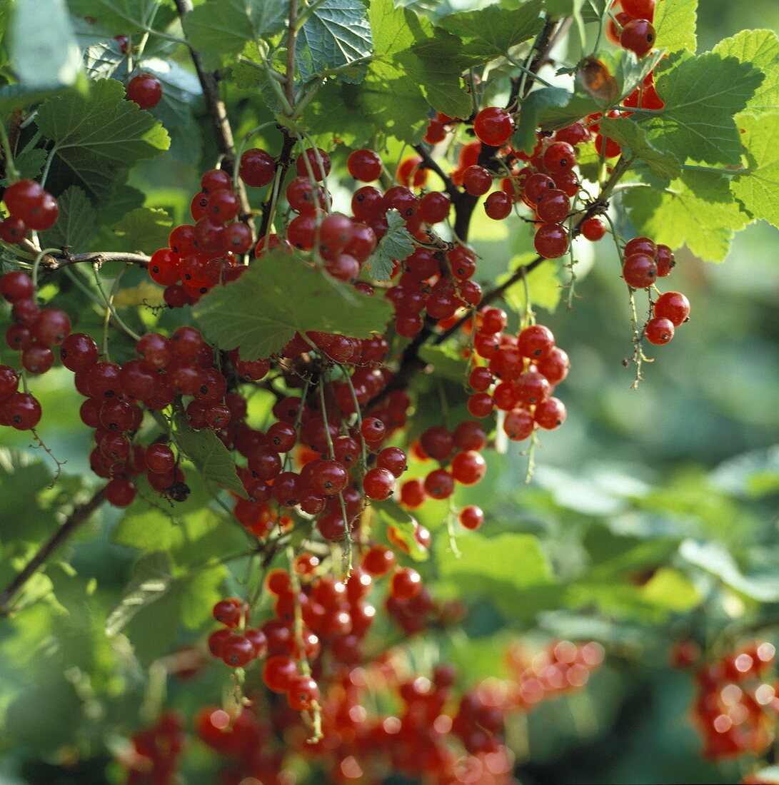 Red Currants on the Branch