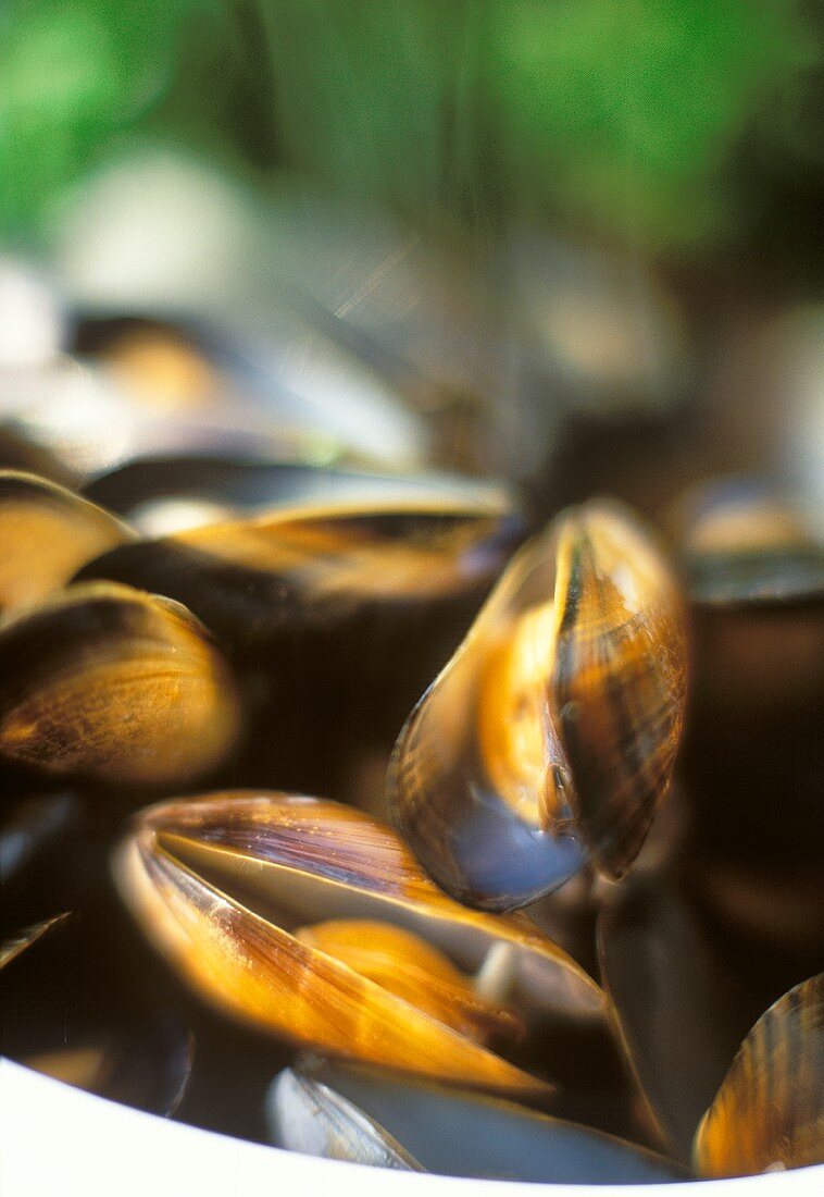 Mussels in a pan