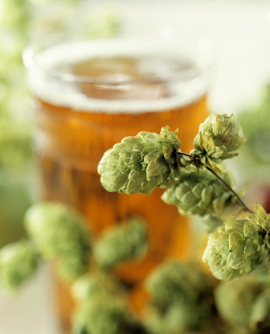 Hops in front of a glass of beer