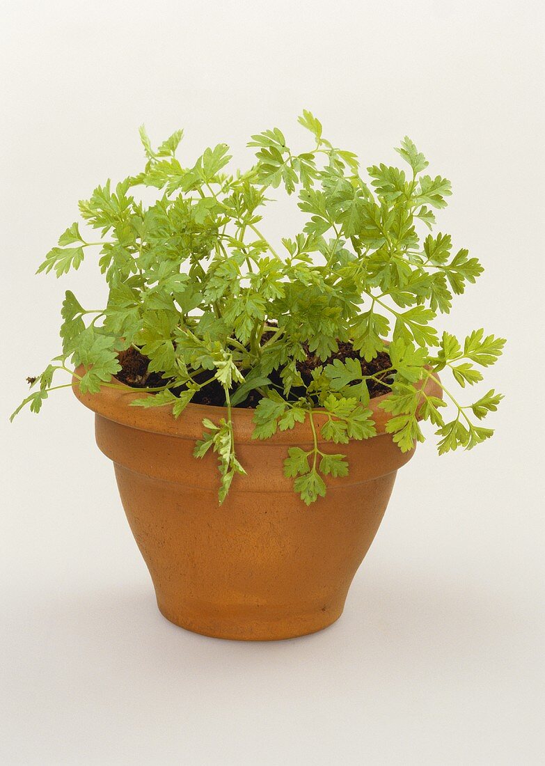 Chervil in a clay pot