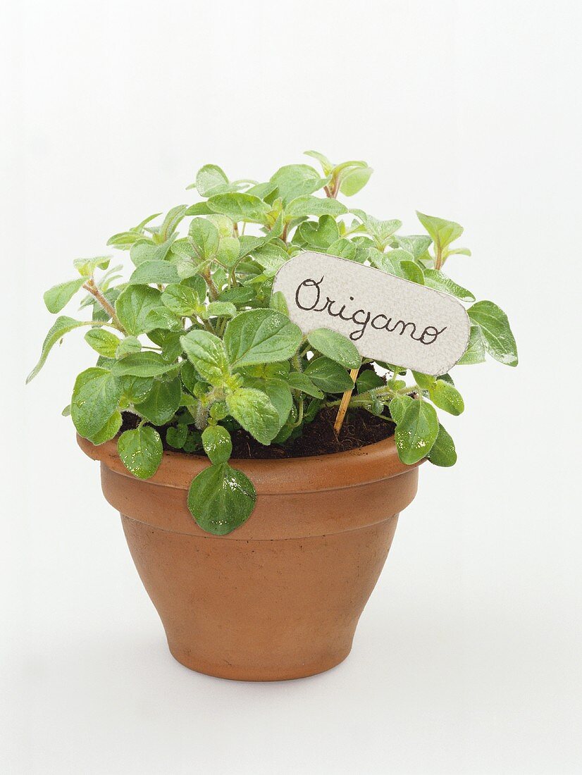 Oregano in terracotta pot with label