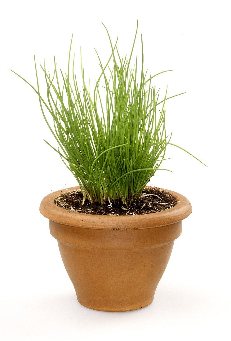 Chives in a clay pot