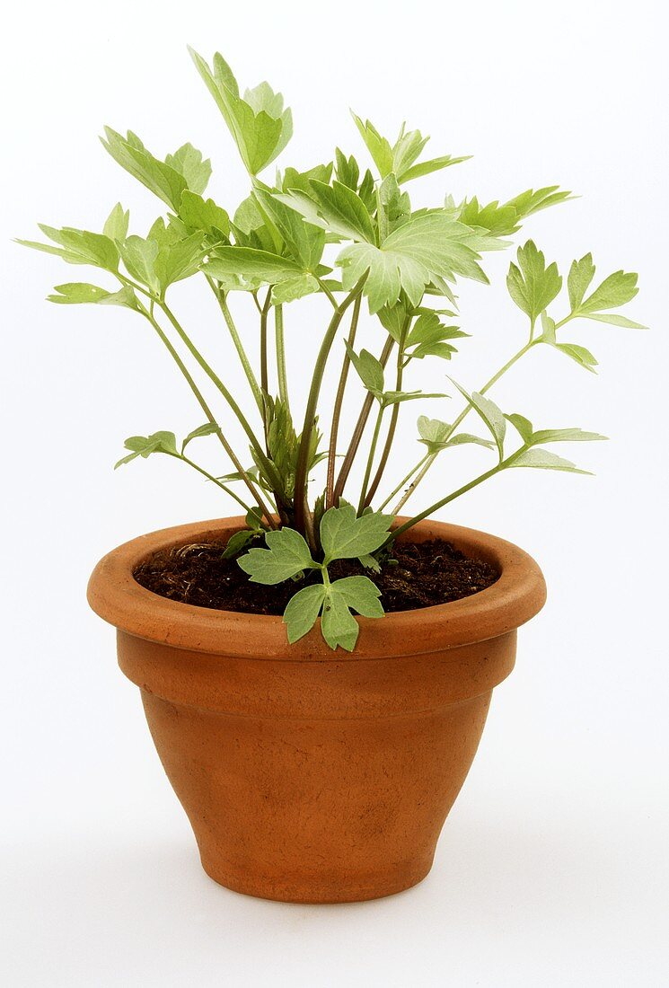 Lovage in a clay pot