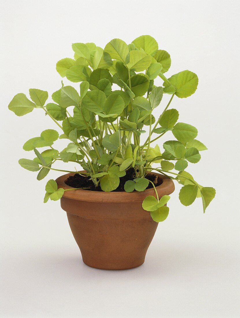 Henbane in a clay pot