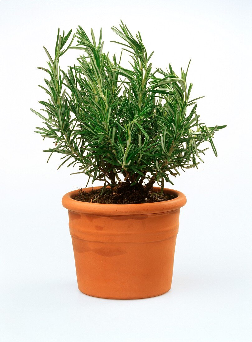Rosemary in a clay pot
