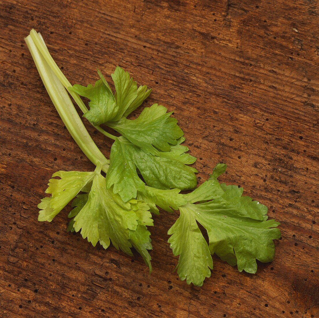 Celery leaf with drops of water on wooden background