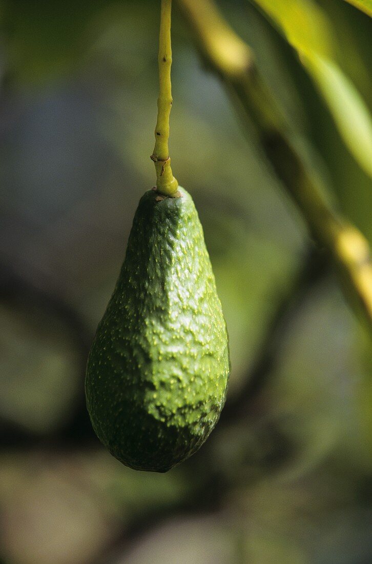 An avocado hanging on the tree