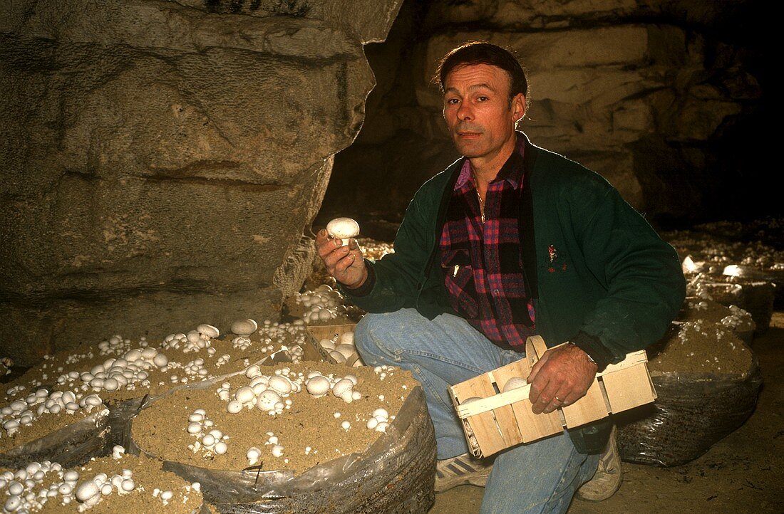 Cultivating mushroom in a cellar
