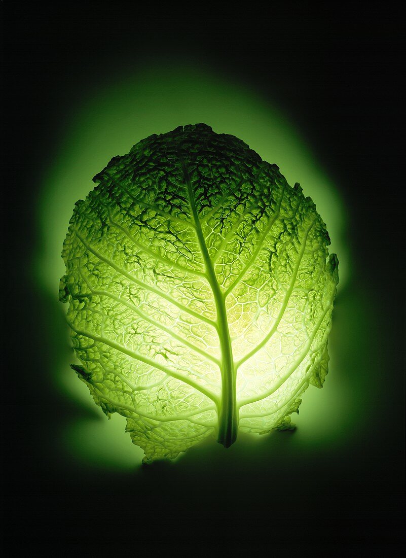 A savoy leaf in a green backlight