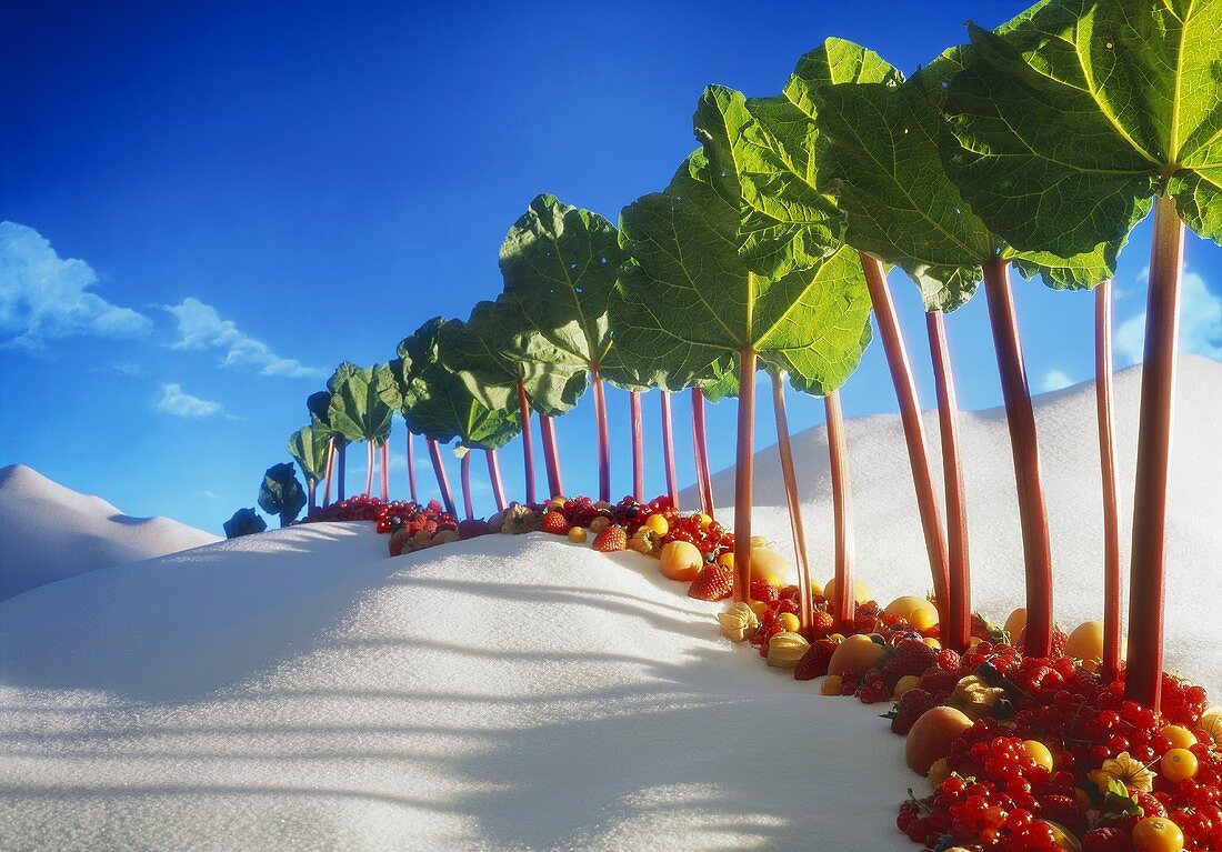 Allee aus Rhabarberstangen und Früchten in einer Zuckerwüste